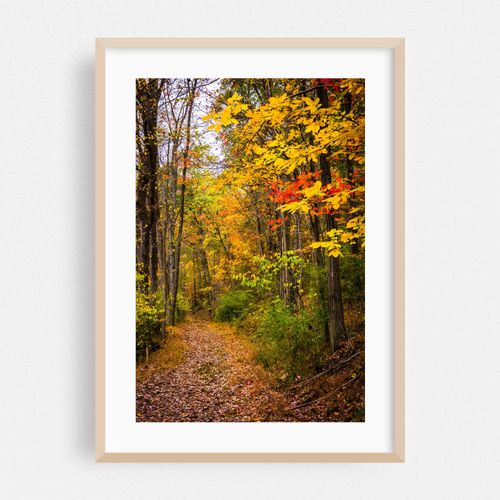 Nixon Park Autumn