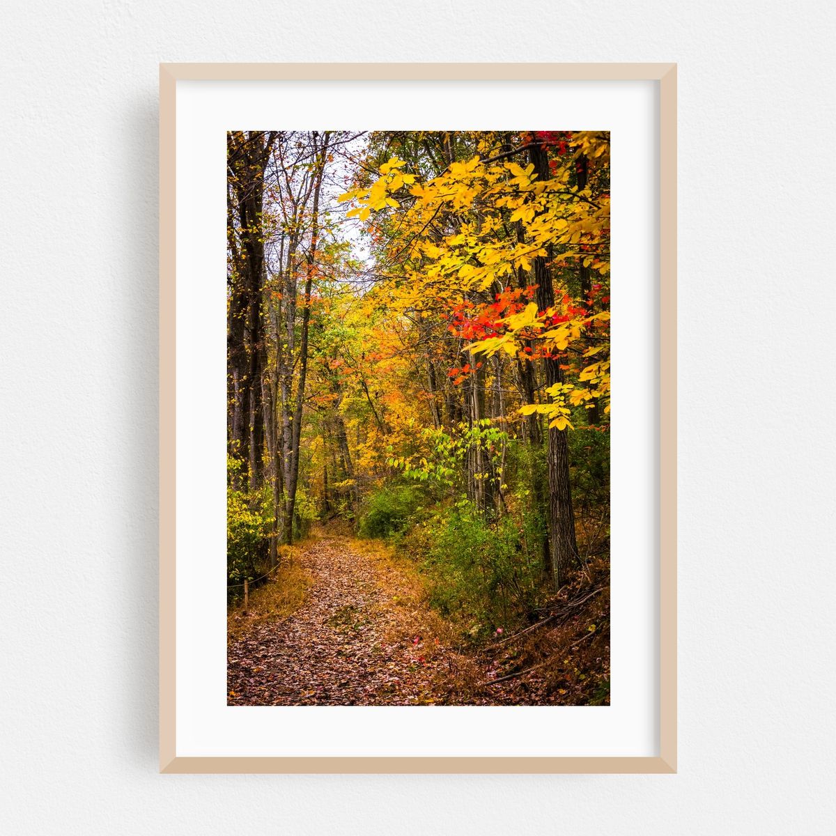 Nixon Park Autumn – image 1 of 16