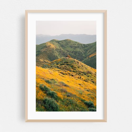 Superbloom Poppies 04