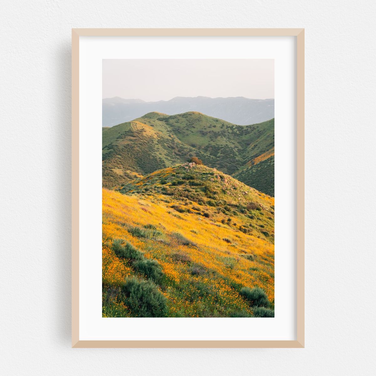 Superbloom Poppies 04 – image 1 of 16