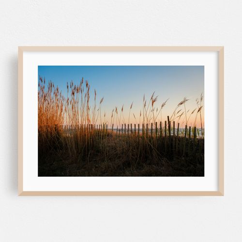 Delaware Bay Dunes