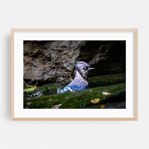 Blue Jay Bath