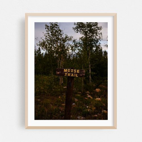 The Moose Trail
