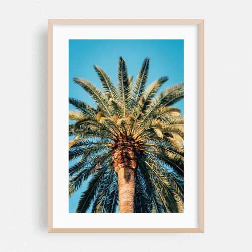 Echo Park Palm