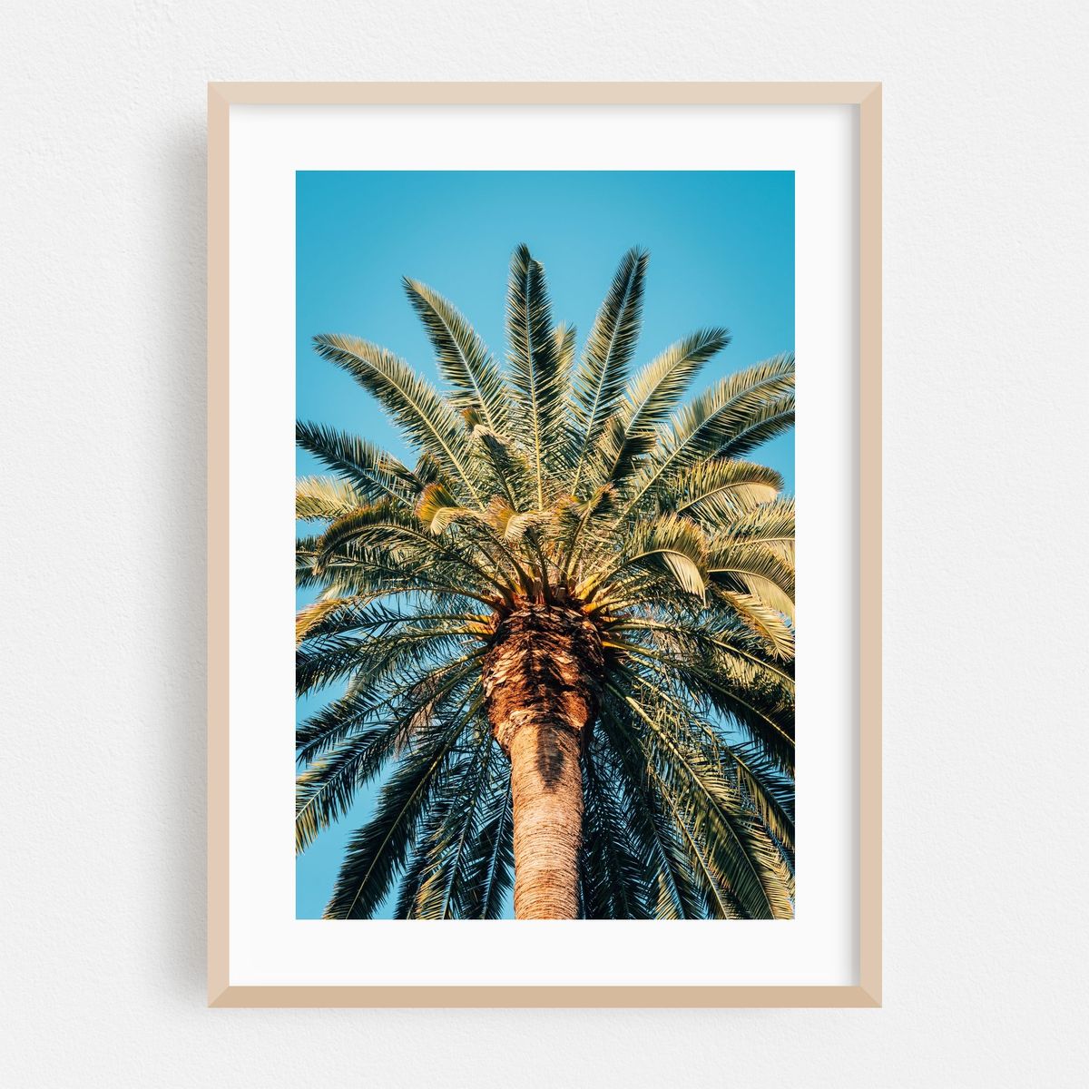 Echo Park Palm – image 1 of 16
