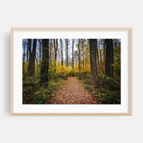 Trail at Wye Island