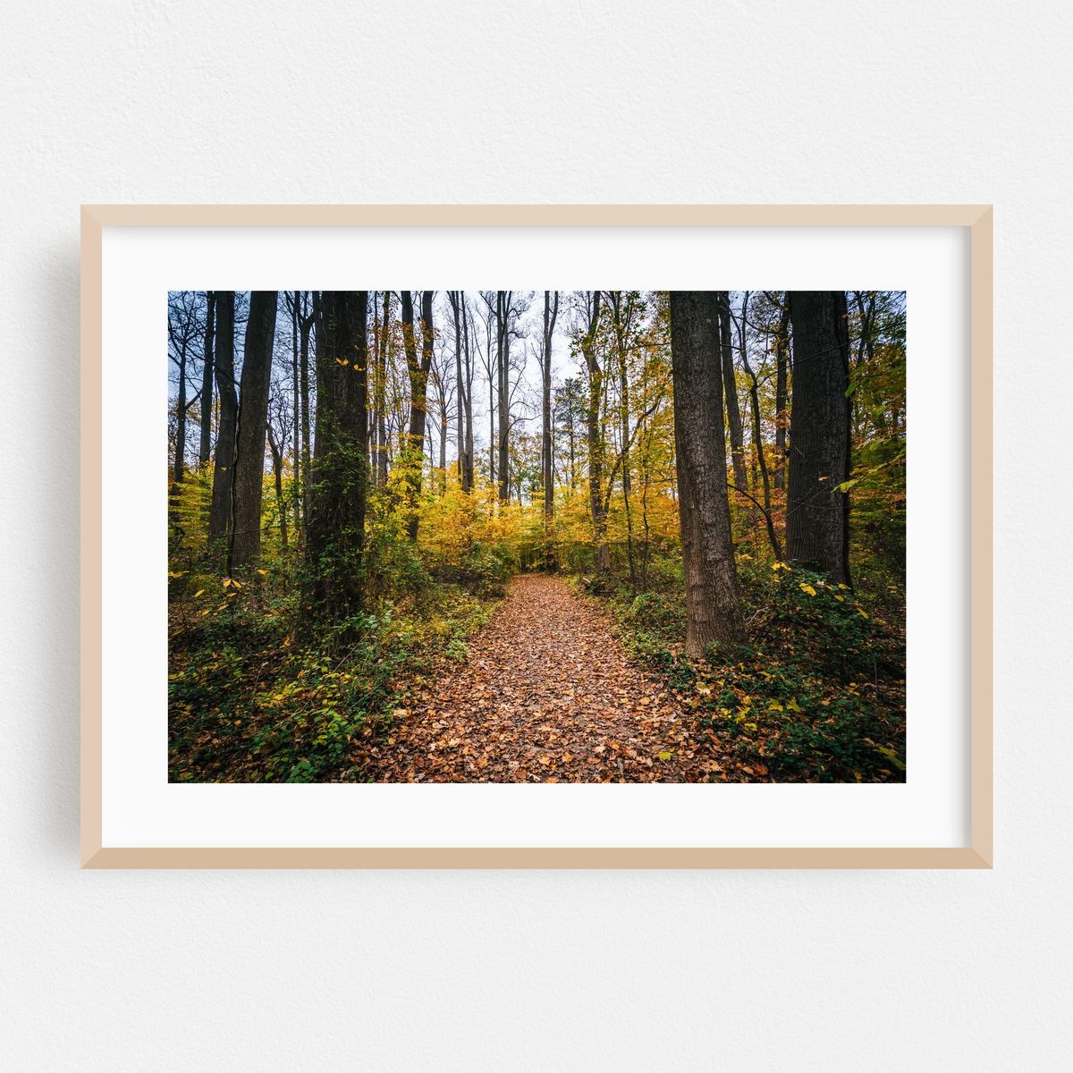 Trail at Wye Island – image 1 of 6