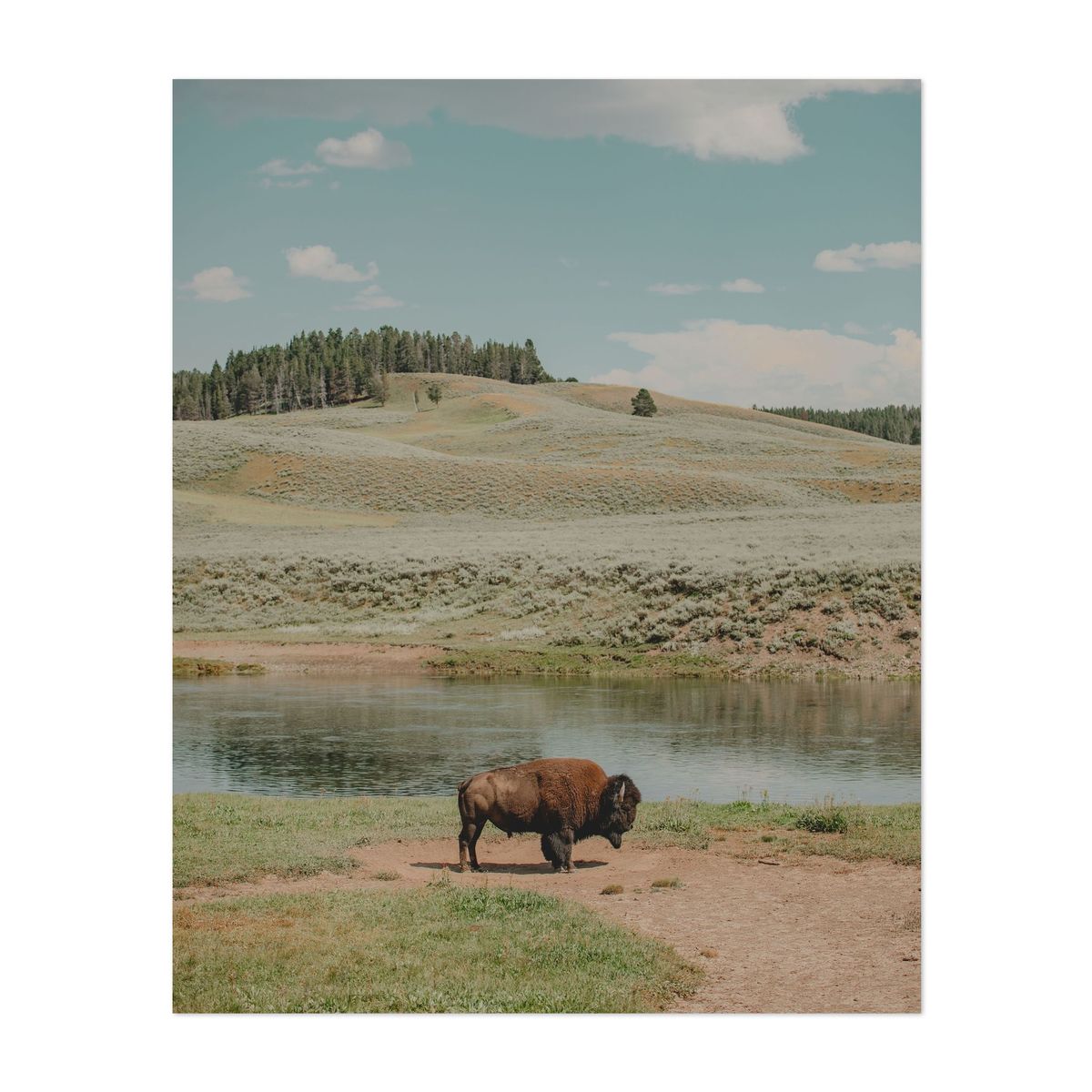 Bison at Yellowstone – image 1 of 2