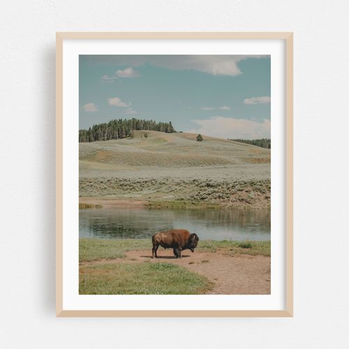 Bison at Yellowstone