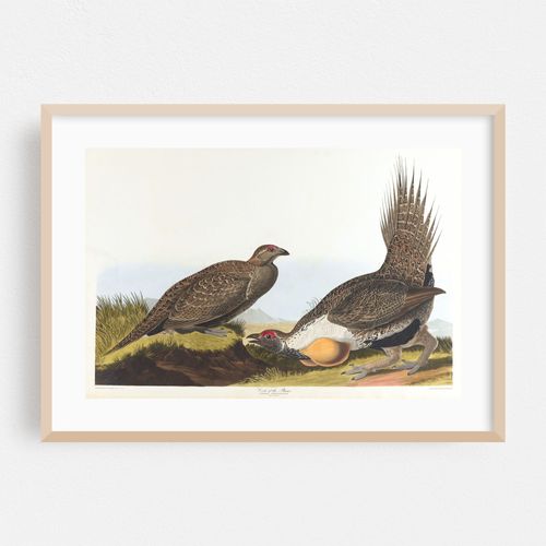 Cock of the plains (1827–1838)