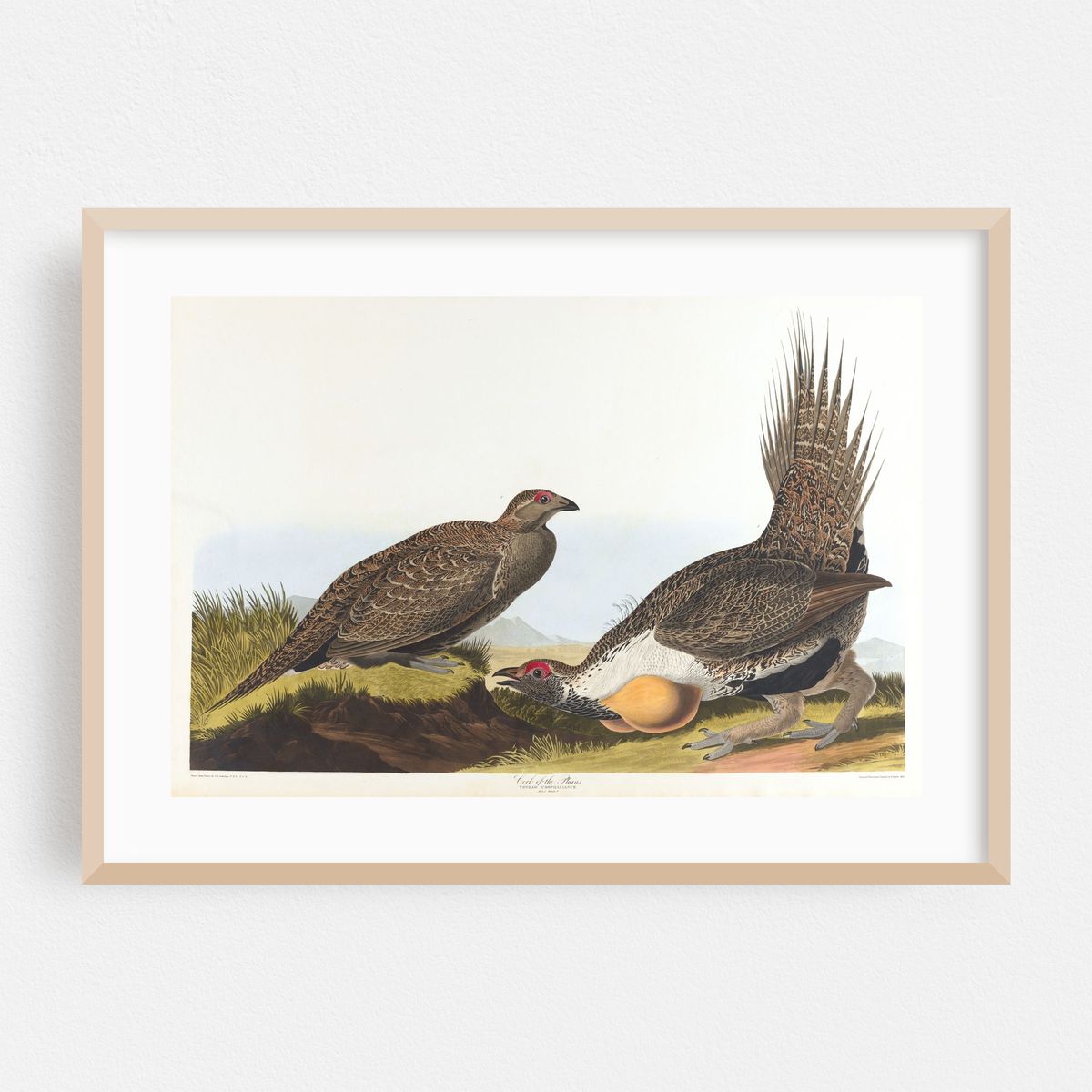 Cock of the plains (1827–1838) – image 1 of 6