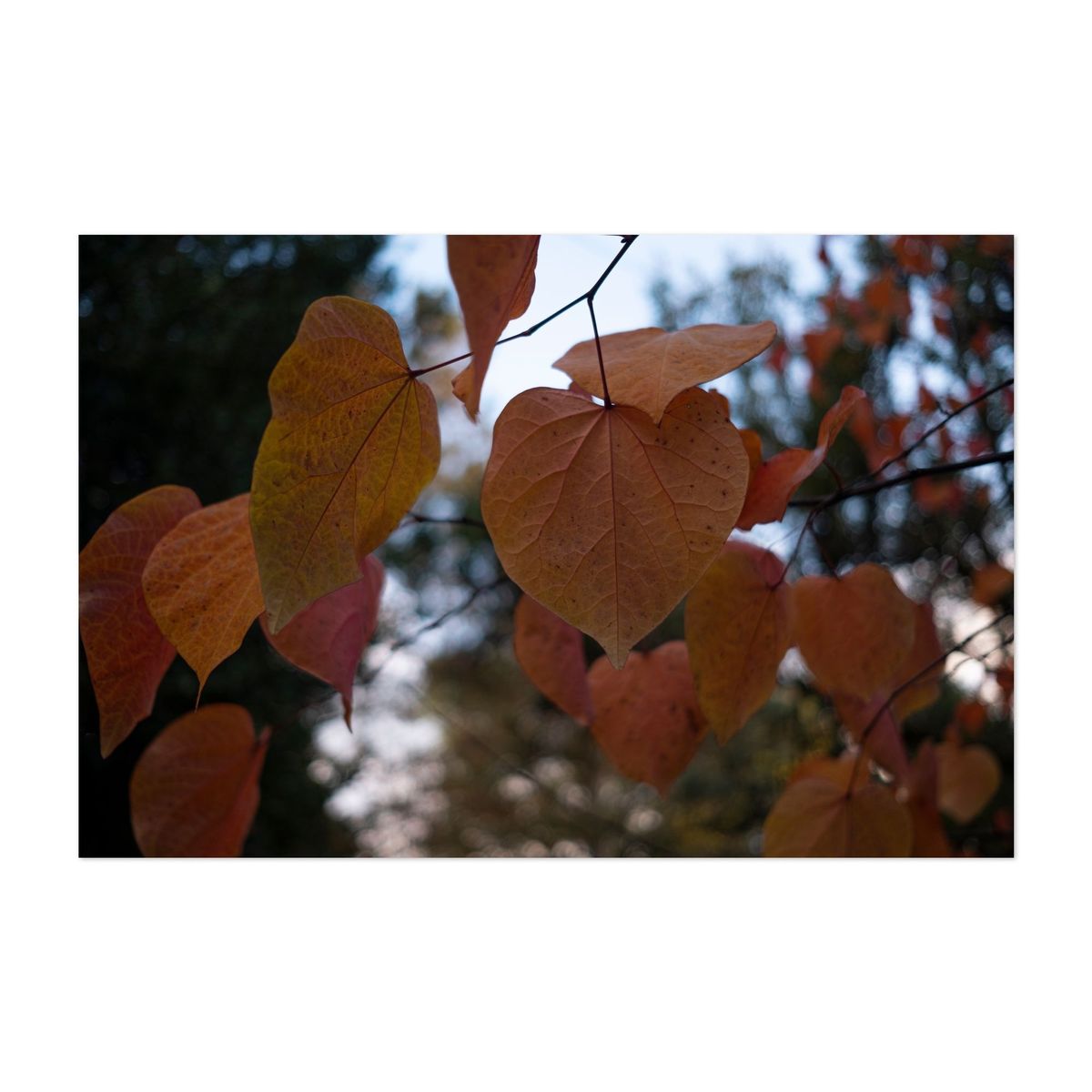 Portland's Crimson Whispers – image 1 of 2
