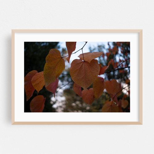 Portland's Crimson Whispers