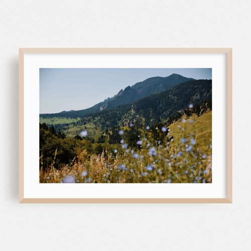 Blue Boulder Blooms II