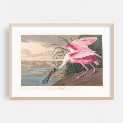 Roseate spoonbill (1827–1838)