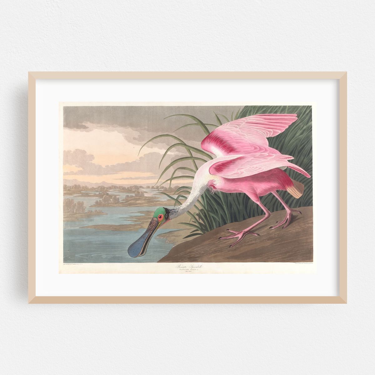 Roseate spoonbill (1827–1838) – image 1 of 6
