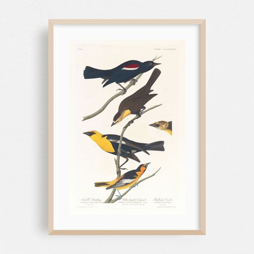 Nuttall’s starling. Yellow-headed troopial. Bullock’s oriole (1827–1838)