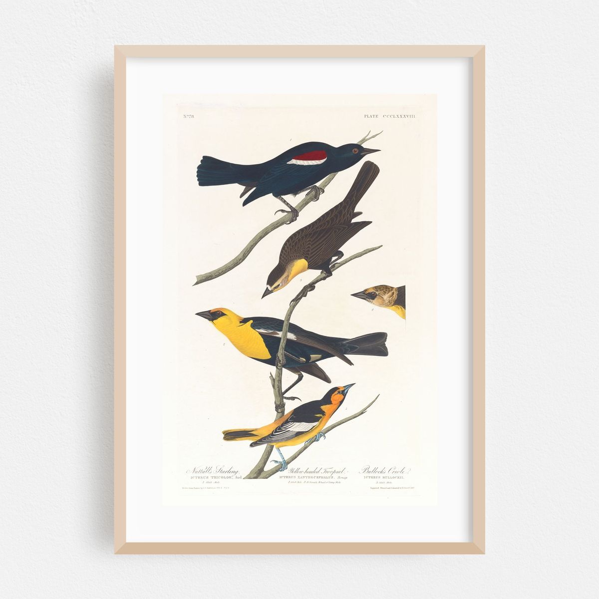 Nuttall’s starling. Yellow-headed troopial. Bullock’s oriole (1827–1838) – image 1 of 16
