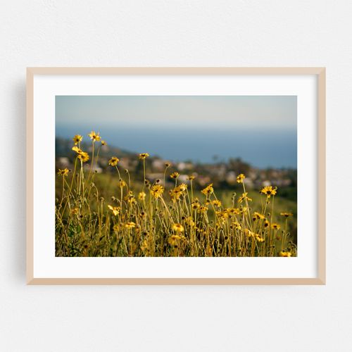 Blooms, Laguna Beach