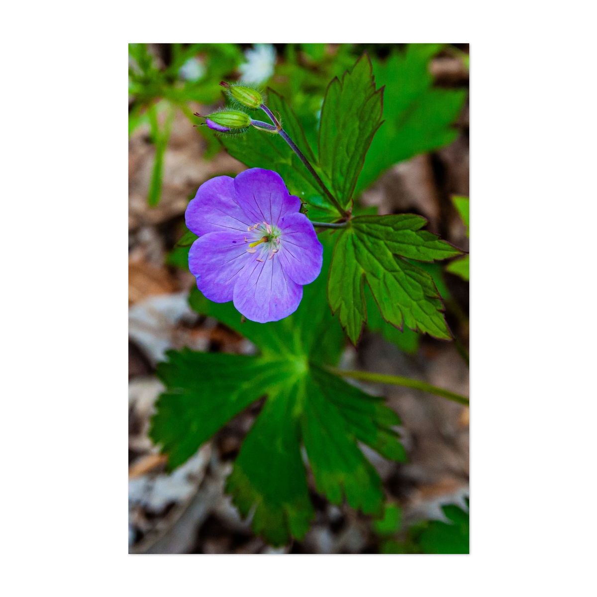 Wild Geranium – image 1 of 2
