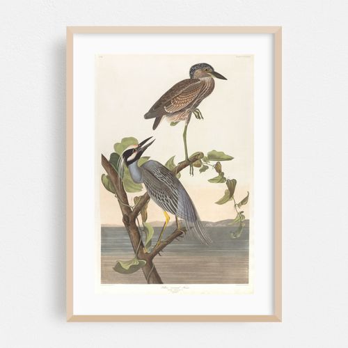 Yellow-crowned heron (1827–1838)