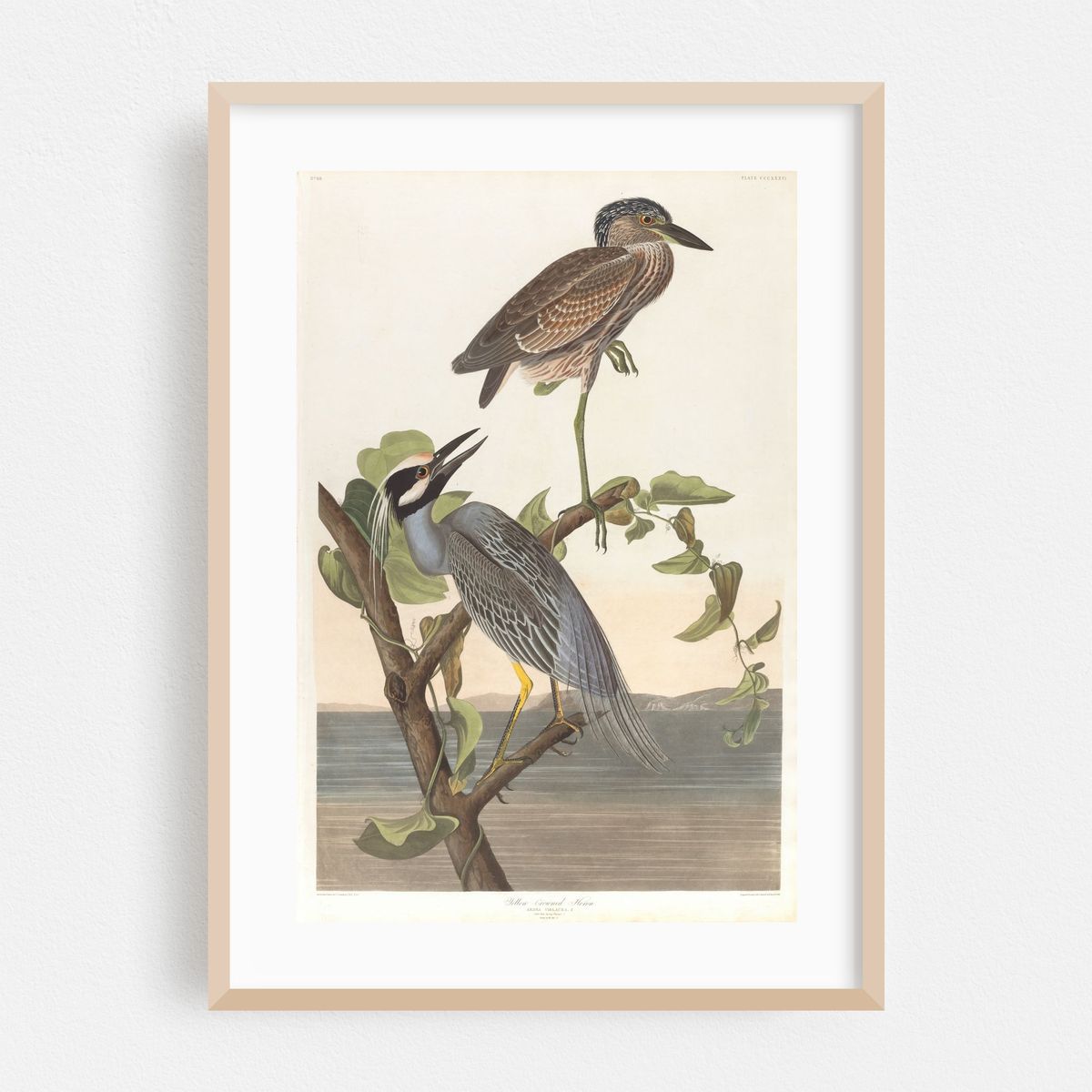 Yellow-crowned heron (1827–1838) – image 1 of 16