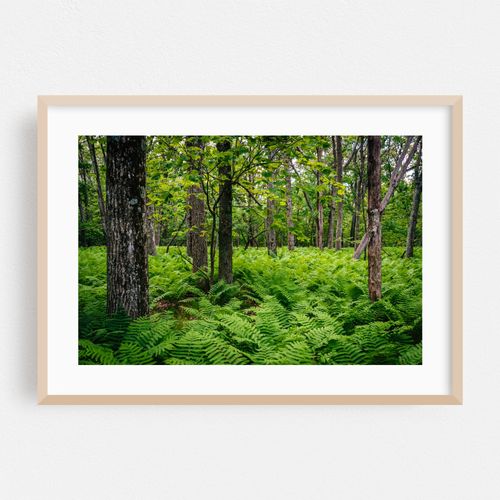 Shenandoah Ferns 02