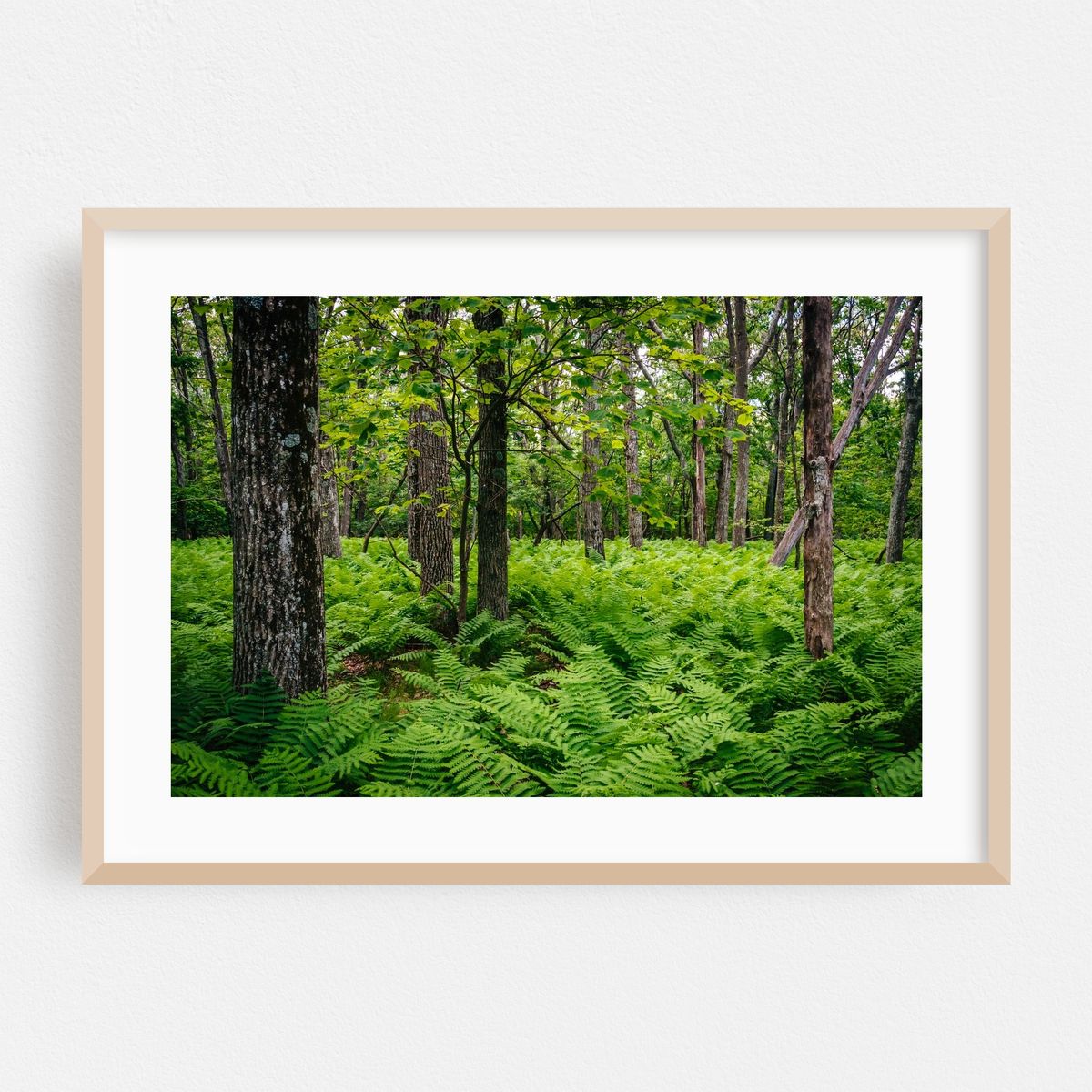 Shenandoah Ferns 02 – image 1 of 6