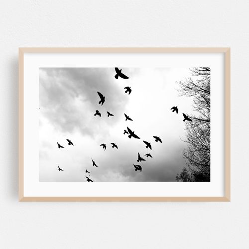Pigeons over Washington Square Park 02