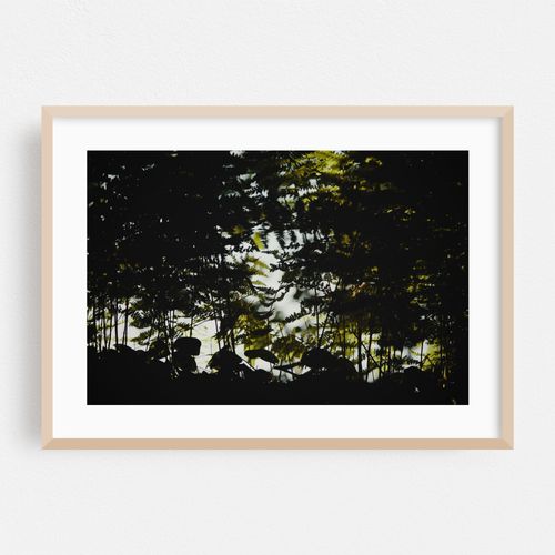 Fern Silhouettes