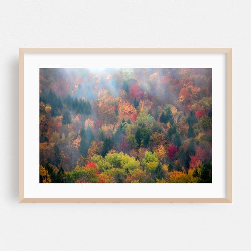 Foggy Fall Foliage