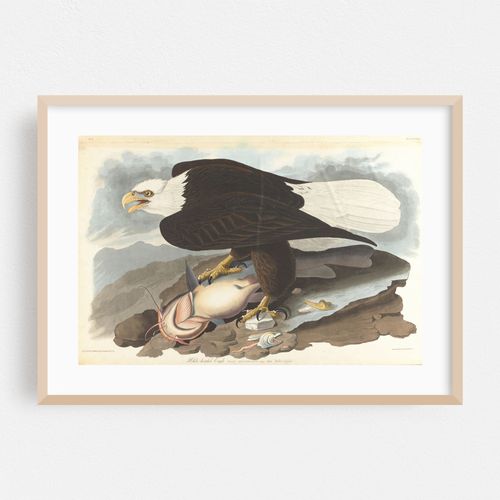 White-headed eagle (1827–1838)