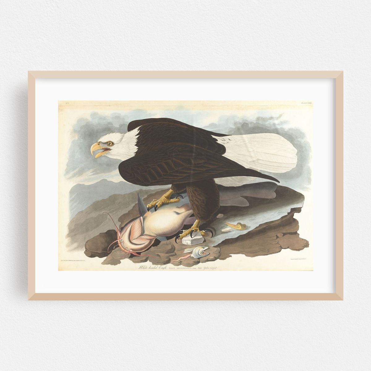 White-headed eagle (1827–1838) – image 1 of 6