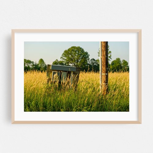 In the Meadow 02