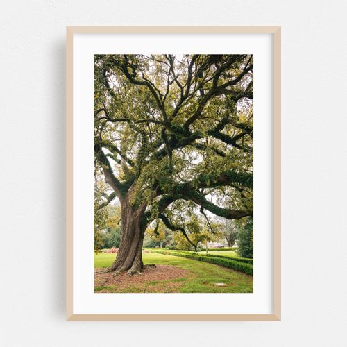 Tree in Baton Rouge