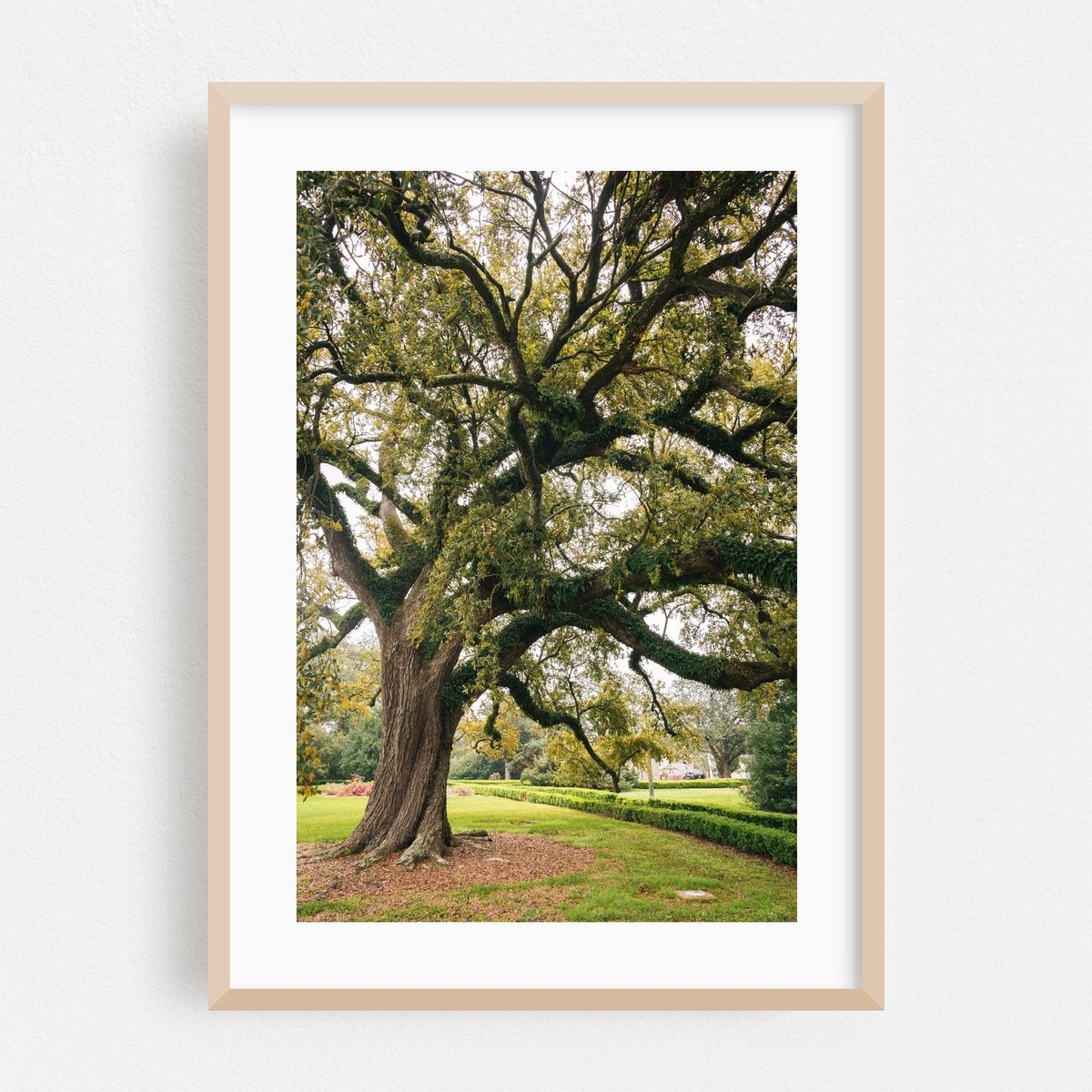 Tree in Baton Rouge – image 1 of 16