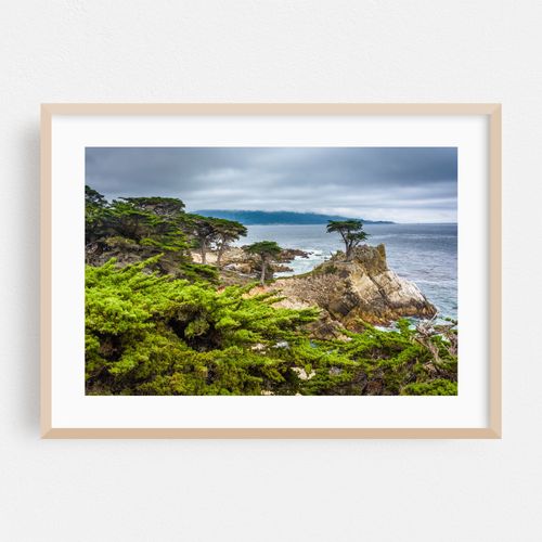 The Lone Cypress