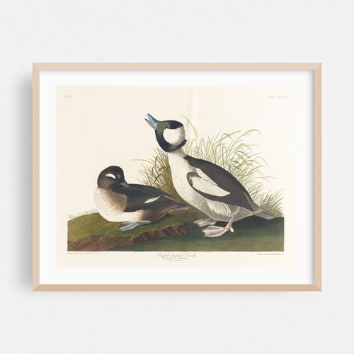 Buffet-headed duck (1827–1838)
