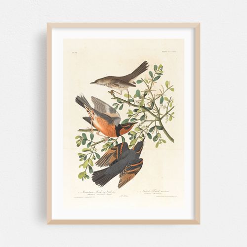 1. Mountain mocking bird, male. 2. 3. Varied thrush, male & female (1827–1838)
