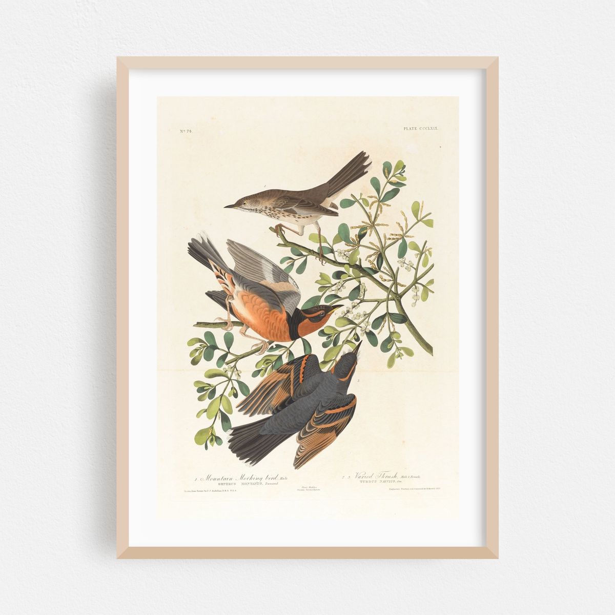 1. Mountain mocking bird, male. 2. 3. Varied thrush, male & female (1827–1838) – image 1 of 15