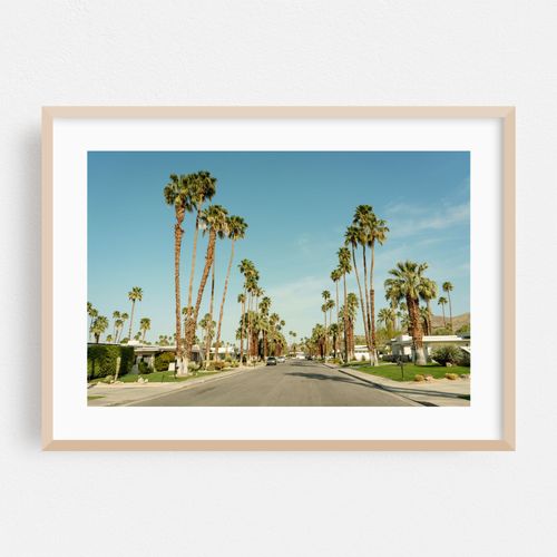 Palm Trees in Palm Springs 02