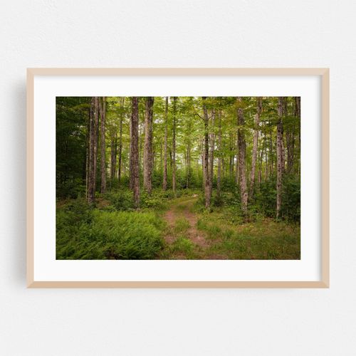 Trail in Burke