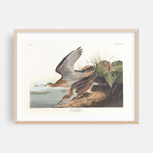 Bartram sandpiper (1827–1838)