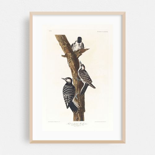 Red-cockaded woodpecker (1827–1838)
