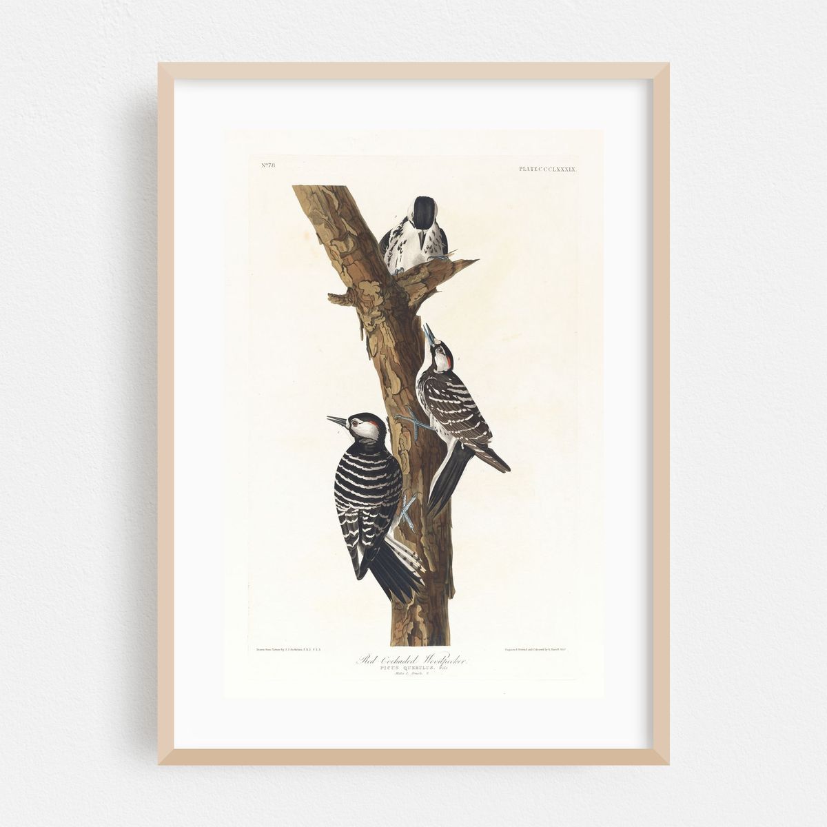 Red-cockaded woodpecker (1827–1838) – image 1 of 16
