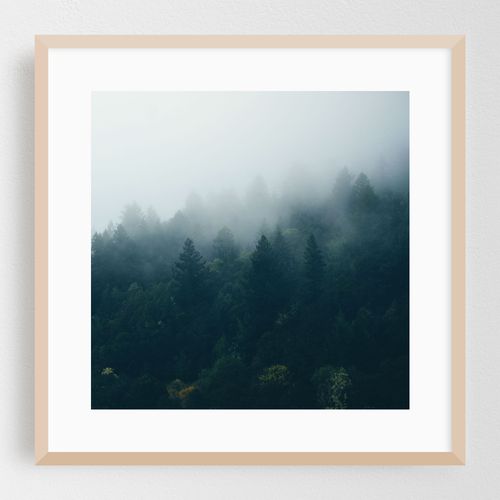 Foggy Forest