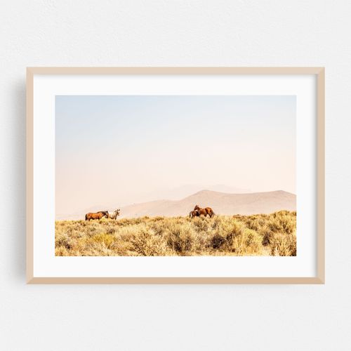 wild horses in Nevada desert