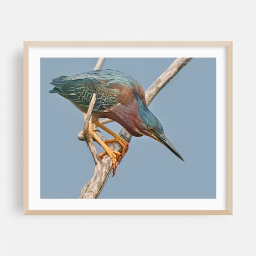 Green Heron Poised To Strike