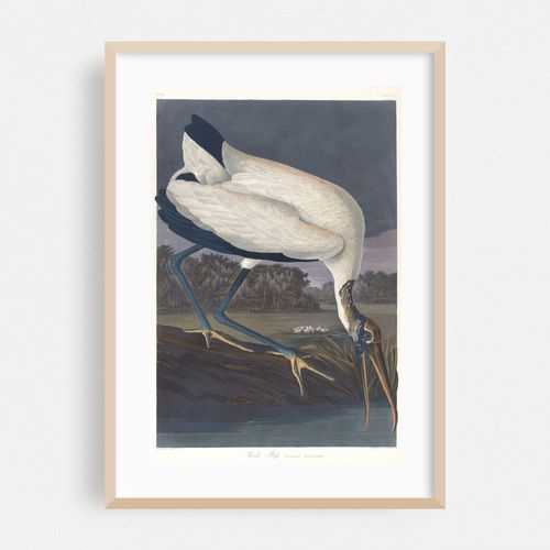 Wood ibis (1827–1838)