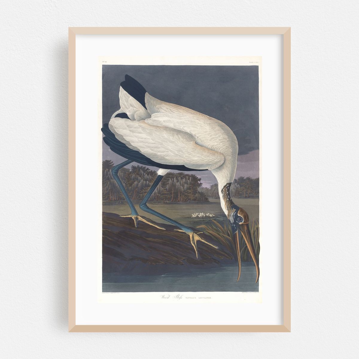 Wood ibis (1827–1838) – image 1 of 16